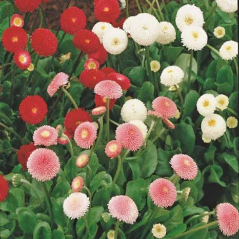 Bellis Perennis Pomponette Mixed Seeds