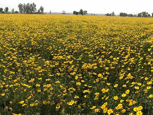 Coreopsis Tinctoria Tall Seeds For Gardening