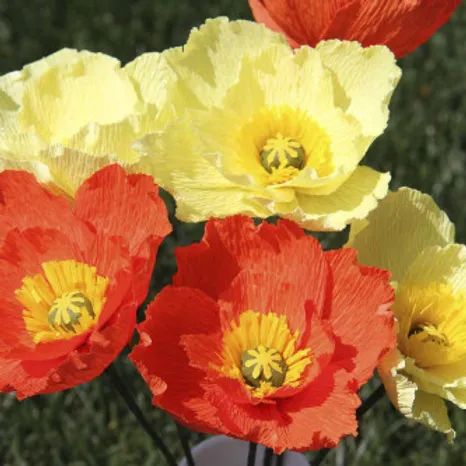 Iceland Poppy Mix Flower Seeds