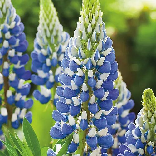 Lupin Hartwegii Giant Flowered Tall Mix Seeds