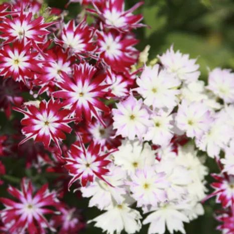 Phlox Cuspidata Twinkle Dwarf Mix Seeds