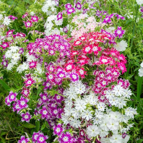 Phlox Drummondi Tall Mix Seeds For Gardening