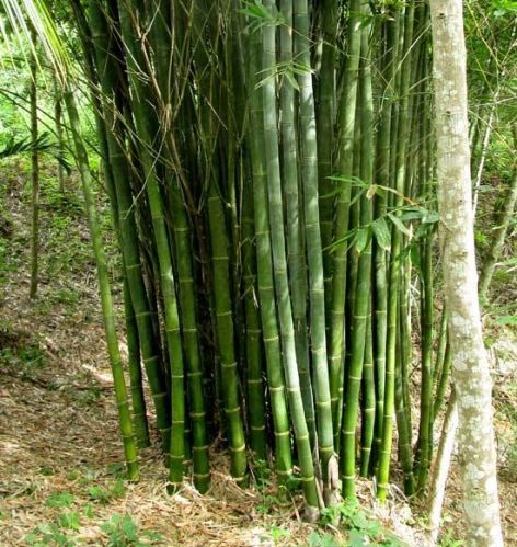 Giant Bamboo Plant For Plantation