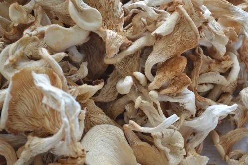 Sun Dried White Florida Oyster Mushroom, Packaging Size : 5-25kg
