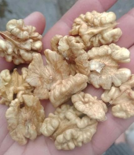 Walnut Kernels For Bakery, Milk Shakes, Healthcare Food Products