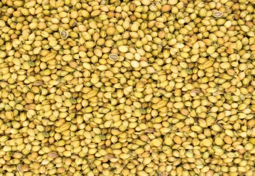 Natural Coriander Seed, Certification : FSSAI Certified