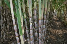 Common Sugar Cane, Color : Green