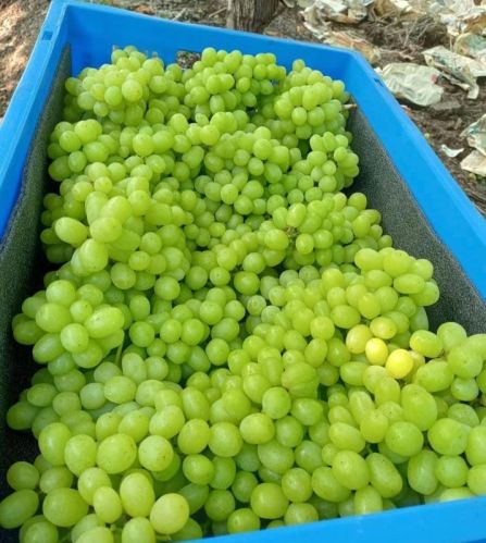 Natural Fresh Green Grapes For Human Consumption