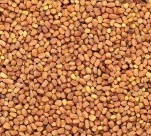 Natural Kalmegh Seeds For Medicinal