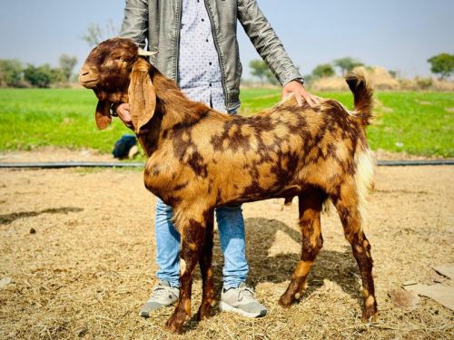 Live Sirohi Female Baby Goat, Weight : 20-30 Kg