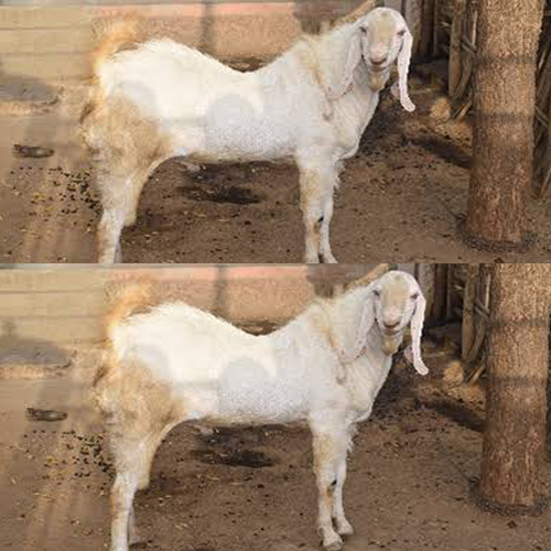 Live Sojat Male Goat, Weight : 20-30 Kg