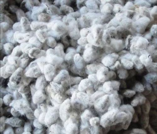 Natural Cotton Seeds For Cattle Feed