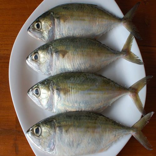 Fresh Mackerel Fish For Cooking