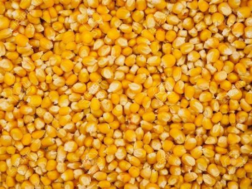 Yellow maize seeds, Packaging Type : Bags