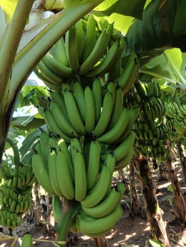 Natural Raw Green Banana, Packaging Type : Carton