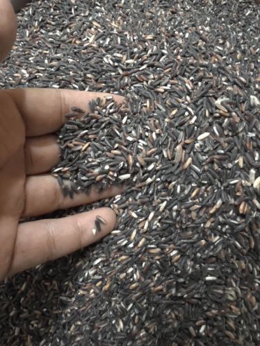 Organic Black Rice, Color : Natural Dark Purple-Black Hue