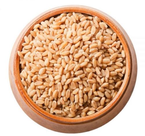 Organic Foundation Wheat Grain For Food Processing