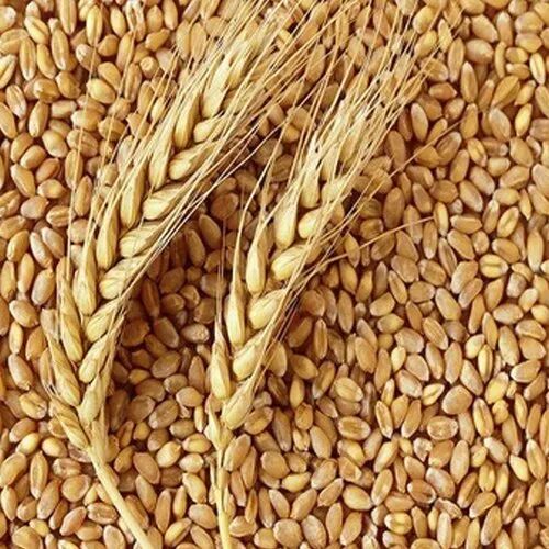 Organic Mill Quality Wheat Grain For Food Processing