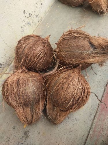 Organic Semi Husked Coconuts, Packaging Type : Brown