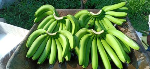 Fresh Banana Fruit