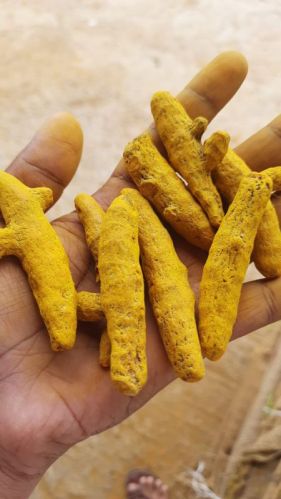 Curcuma Longa Turmeric Finger, Packaging Size : 25 Kg