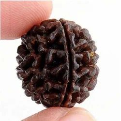 1 Mukhi Rudraksha For Religious