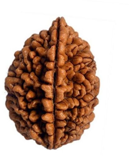 2 Mukhi Rudraksha For Religious