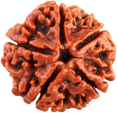 5 Mukhi Rudraksha For Religious