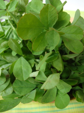 Fresh Fenugreek Leaves