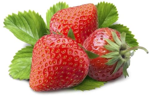 Organic Fresh Strawberry, Freezing Process : Cold Storage