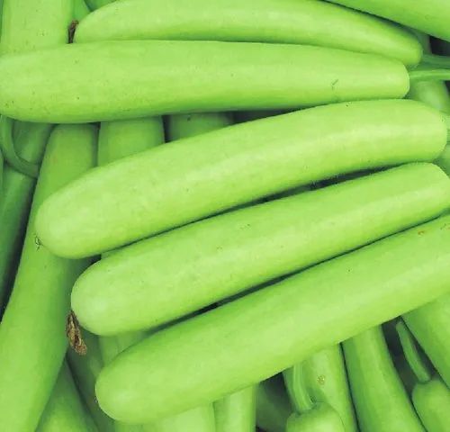 Fresh Natural Bottle Gourd, Packaging Size : 20 Kg