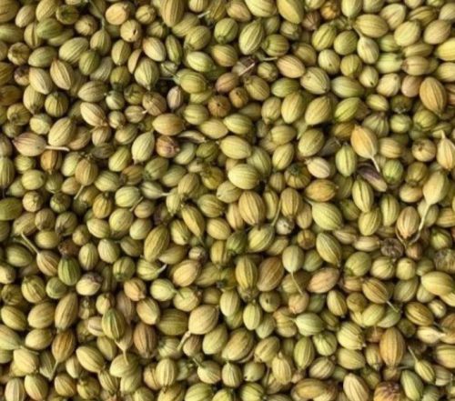 Raw Natural Coriander Seeds For Cooking