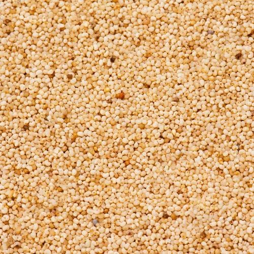 Natural White Poppy Seeds, Packaging Type : Plastic Packets