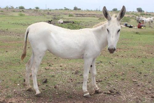 Live Halari Donkey, Color : White