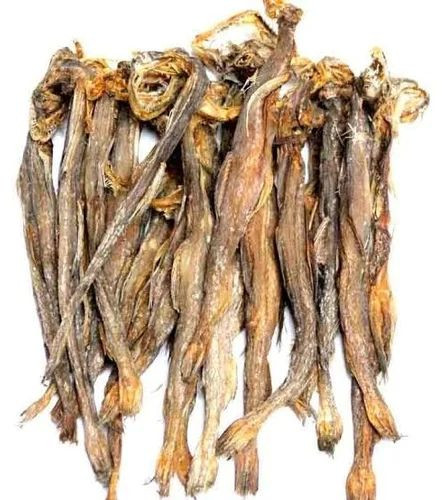 Dried Bombay Duck Fish For Human Consumption