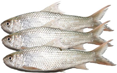 Fresh Bata Fish For Household, Mess, Restaurants