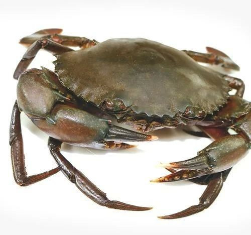 Fresh Crab For Household, Restaurant