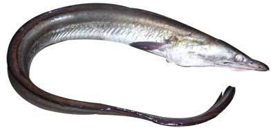 Fresh Eel Fish For Human Consumption