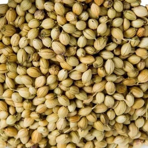 Raw Dry Coriander Seeds For Cooking