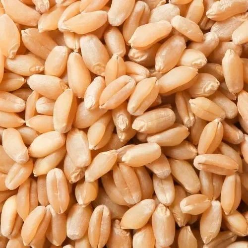 Wheat Grain For Cooking