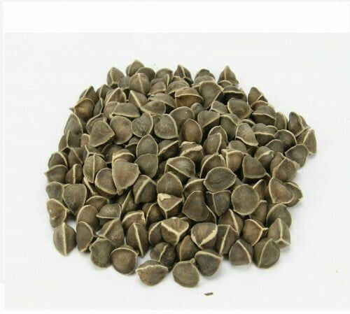 Organic moringa seeds, Purity : Min 99%, Moisture : Max 8%
