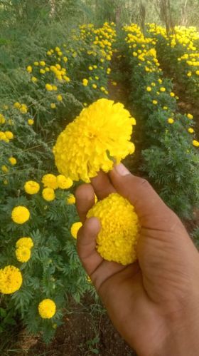 Merigold Flower Natural Genda Phool, Packaging Size : 50kg, 25kg