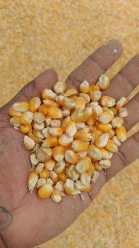 Yellow maize seeds for Making Popcorn, Human Food, Cattle Feed