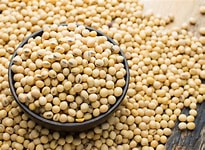Gmo Soya Bean, Packaging Type : Yellow