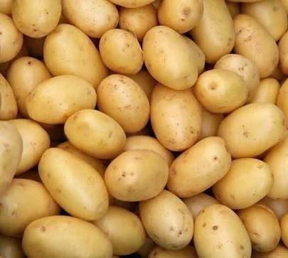 Organic Fresh Potato, Packaging Size : 5-25kg