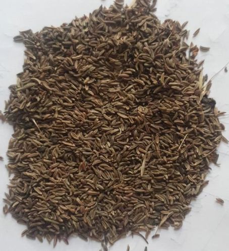 Natural Wild Fennel Seeds For Cooking