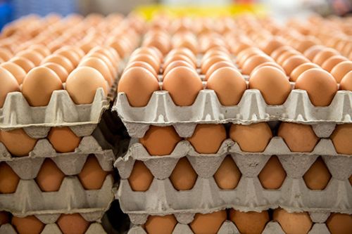 Fresh Table Eggs, Packaging Type : Brown, White