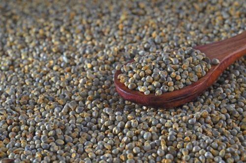 Natural Fine Processed Green Pearl Millet For Cooking