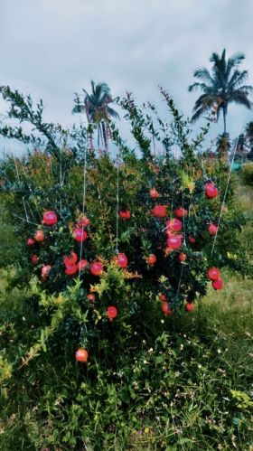 Organic Pomegranate Fruit for Human Consumption