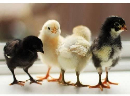 Sonali Chicks, Age : 2-3 Days